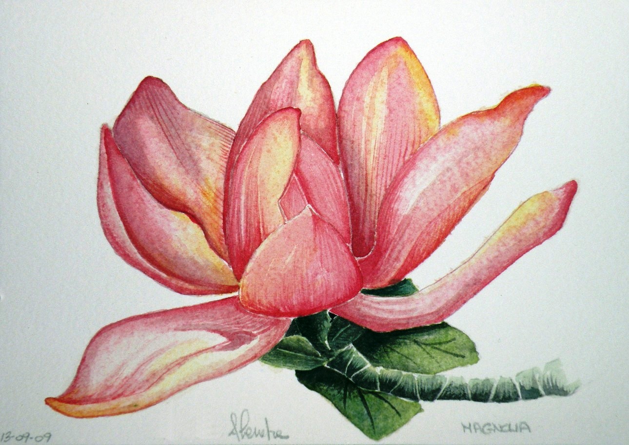 Magnolia